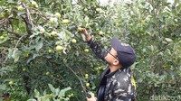 Jika memilih Wisata Petik Apel Agro Rakyat, harga tiketnya Rp 25.000/orang. Lalu, Anda akan ditemani guide ke kebun apel yang berjarak 15 menit menggunakan mobil (Masaul/detikcom)  