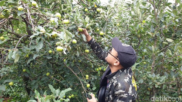 Potret Agrowisata Petik Apel Tradisional di Batu