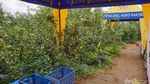 Potret Agrowisata Petik Apel Tradisional di Batu