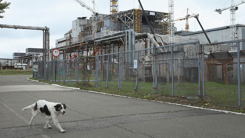 Gen Anjing di Chernobyl Berubah, Tidak Seperti Pada Umumnya