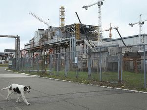 Gen Anjing di Chernobyl Berubah, Tidak Seperti Pada Umumnya