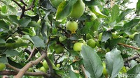 Kesederhanaan di Wisata Petik Apel Agro Rakyat dapat memberi rasa pedesaan dan tentunya berbeda dengan yang sudah modern. Jadi, kamu pilih yang mana bila ingin petik apel di Kota Batu? (Masaul/detikcom)