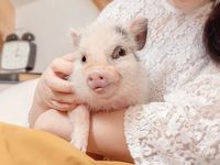 Santai di Kafe Tokyo Bisa Minum Teh Bareng Babi-babi Imut
