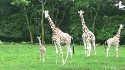 Foto: Azzanti, Bayi Jerapah Lucu di Taman Safari Prigen