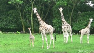 Foto: Azzanti, Bayi Jerapah Lucu di Taman Safari Prigen