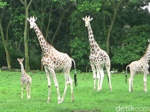 Liburan Tengah Tahun ke Taman Safari Prigen, Ada Atraksi Apa Saja?