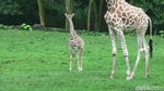 Foto: Azzanti, Bayi Jerapah Lucu di Taman Safari Prigen