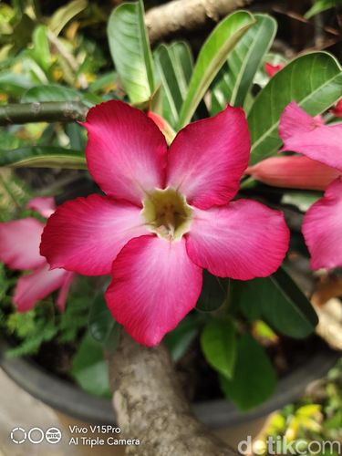 Vivo V15 Pro, Performa Oke Kamera Memuaskan