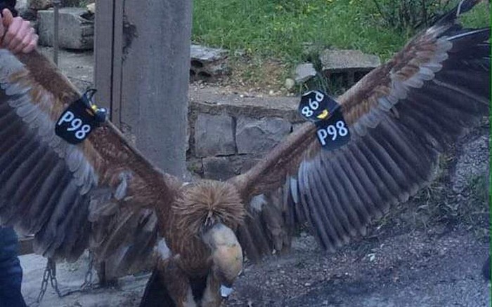 Burung Bangkai