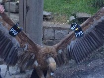 Di Dunia Hewan, Burung Inilah yang Memegang Rekor Penerbangan Tertinggi