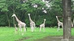 Foto: Azzanti, Bayi Jerapah Lucu di Taman Safari Prigen