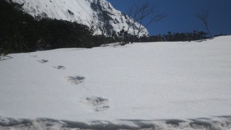 Jejak Kaki Makhluk Salju Yeti Ditemukan di Himalaya Jejak Kaki Makhluk Salju Yeti Ditemukan di Himalaya
