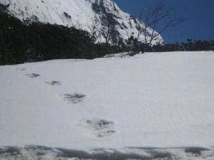 Jejak Kaki Makhluk Salju Yeti Ditemukan di Himalaya