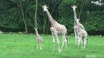 Foto: Azzanti, Bayi Jerapah Lucu di Taman Safari Prigen