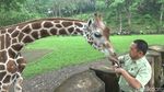 Foto: Azzanti, Bayi Jerapah Lucu di Taman Safari Prigen