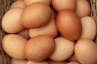 Mau Beli Telur Untuk Stok Puasa? Perhatikan Dulu 5 Hal Ini