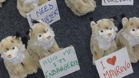 Ana Colovic Lesoska menghabiskan 7 tahun berkampanye melindunginya. Pada sebuah konferensi EBRD di Warsawa, dia membagikan mainan Lynx lucu dengan tulisan, Peluk aku, aku hampir punah. (CNN Travel)