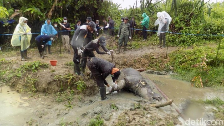Badak Manggala Ditemukan Mati di TN Ujung Kulon Badak Manggala Ditemukan Mati di TN Ujung Kulon