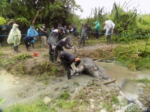 Badak Manggala Ditemukan Mati di TN Ujung Kulon