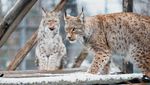 Potret Kucing Lynx Balkan yang Paling Langka dan Pelindungnya
