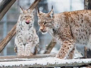 Haru Biru Cerita Pelindung Lynx, Kucing Langka Hampir Punah