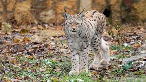 Potret Kucing Lynx Balkan yang Paling Langka dan Pelindungnya
