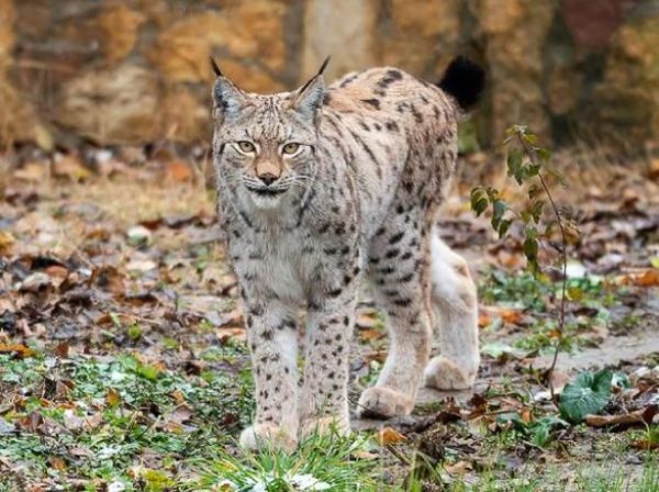 Potret Kucing Lynx Balkan yang Paling Langka dan Pelindungnya