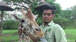 Foto: Azzanti, Bayi Jerapah Lucu di Taman Safari Prigen