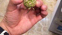Biasanya buah nanas punya bentuk yang cukup besar. Tapi pria yang satu ini berhasil temukan anak nanas yang masih kecil, tapi sudah memiliki bentuk yang sempurna. Foto: Istimewa