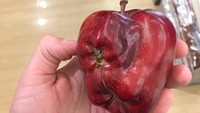 Apel yang satu ini punya kembaran yang menempel di bagian buahnya. Sayangnya, kembarannya ini tidak tumbuh dengan sempurna, sehingga buah apel ini memiliki tonjolan besar. Foto: Istimewa