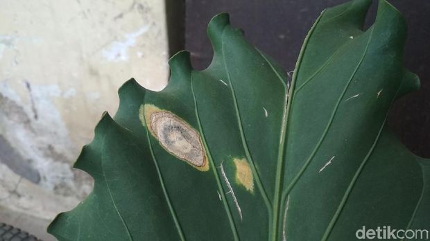 Warga Garut Geger Daun Mirip Wajah Manusia