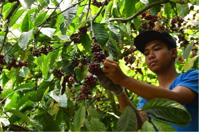 Dusun Kopi Sirap-Gunung Kelir (Foto: dok. BCA) Dusun Kopi Sirap-Gunung Kelir (Foto: dok. BCA)