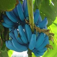 blue java banana peeled