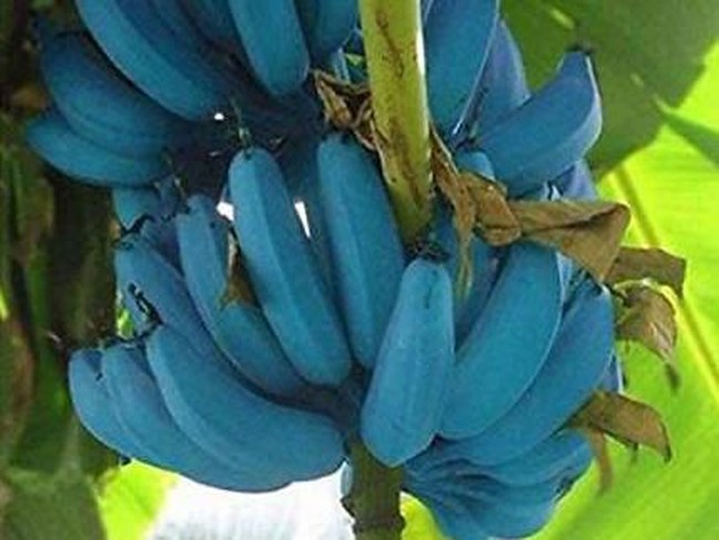 Pisang Unik Berkulit Biru hingga Momen Makan Superhero Cewek Avengers: Endgame