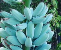 'Blue Java Banana', Pisang Unik Berkulit Biru yang Punya Rasa Seperti Es Krim