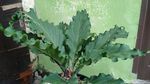 Penampakan Daun Mirip Wajah Manusia Gegerkan Warga Garut