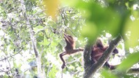 Setelah melewati beragam rintangan, akhirnya para host MTMA Survival menemukan orangutan. (MTMA)