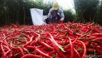 Begini Jurus Redam Inflasi yang Dipicu Harga Cabai