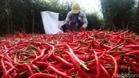 Dengan metode ini maka hasil panenan dalam satu batang pohon dari sebelumnya 6 ons, bisa meningkat menjadi 1,5 hingga 2 kilogram.