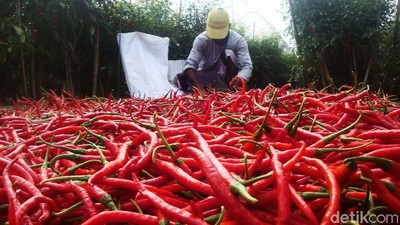 Begini Jurus Redam Inflasi yang Dipicu Harga Cabai