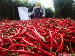 Pasokan Tersendat, Cabai Merah di Jambi Langka