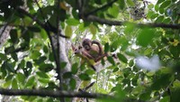 Terlihatlah orangutan sedang duduk santai di tengah ranting. (MTMA)