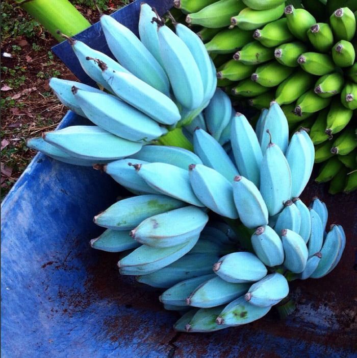 blue java banana