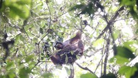 Petualangan survival di Kutai Timur menjadi hiburan ketika berjumpa orangutan. Sebelumnya, mereka melewati sungai coklat yang dihuni buaya (MTMA)