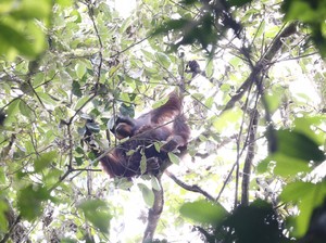 My Trip My Adventure: Bertualang Bareng Orangutan di Kutai Timur