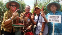 Ini dia cabai merah hasil pengembangan metode sungkup.