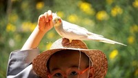 Seekor burung nampak bertengger di atas kepala seorang anak saat bermain di taman hiburan Everland.