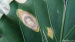 Penampakan Daun Mirip Wajah Manusia Gegerkan Warga Garut