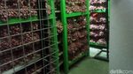 Mengintip Gudang Bulog yang Bikin Bawang Merah Tahan 3 Bulan