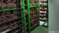 Bulog membangun 20 kamar penyimpanan dengan kapasitas 13 ton per kamar. Komoditas yang disimpan pada gudang ini dapat tahan lebih lama hingga 3 bulan.